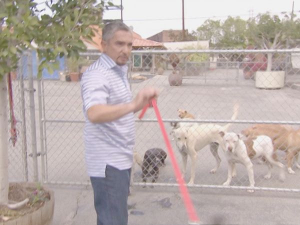 O Encantador de Cães - Willie, Make-A-Wish and Zena