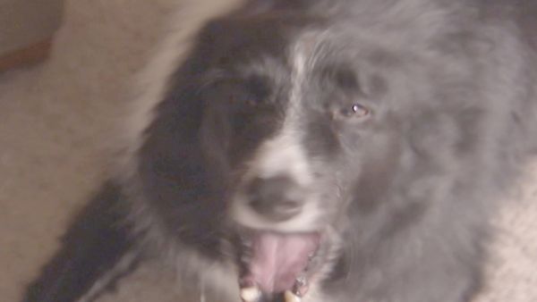 O Encantador de Cães - Não tão lar doce lar