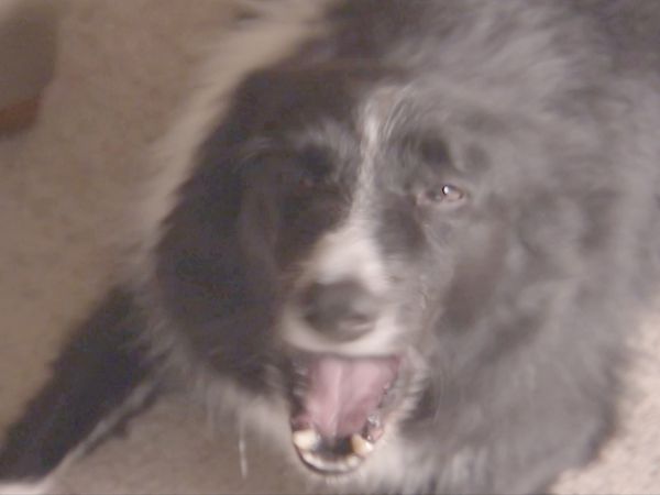 O Encantador de Cães - Não tão lar doce lar