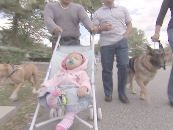 O Encantador de Cães - Um membro da família
