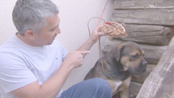 O Encantador de Cães - Argonaut & Patches