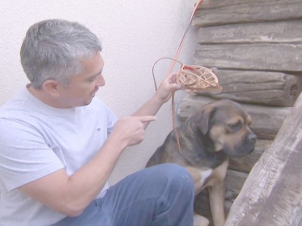 O Encantador de Cães - Argonaut & Patches