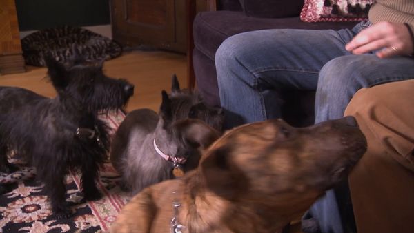 El Encantador de Perros - Buddy: Alerta roja