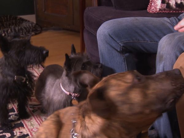 El Encantador de Perros - Buddy: Alerta roja