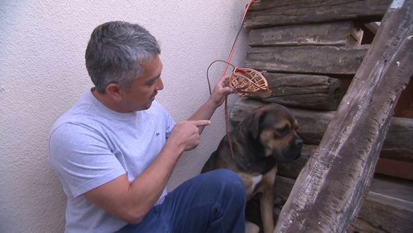 El Encantador de Perros - Argonaut & Patches