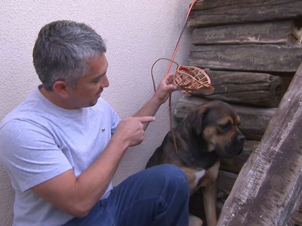 El Encantador de Perros - Argonaut & Patches