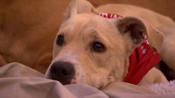 El Encantador de Perros - Luna y K9 Sniffers