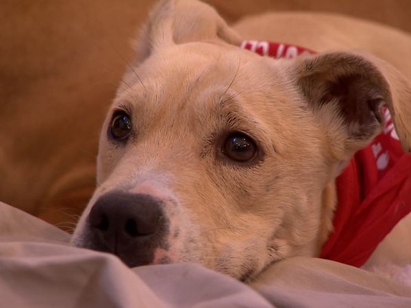 El Encantador de Perros - Luna y K9 Sniffers