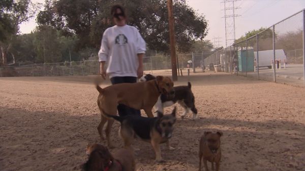 El Encantador de Perros - Sasha antisocial