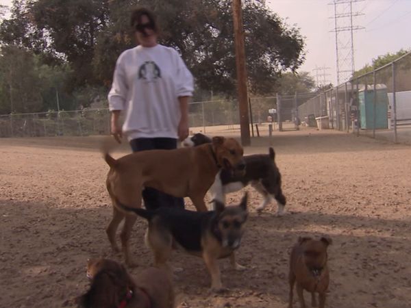 El Encantador de Perros - Sasha antisocial