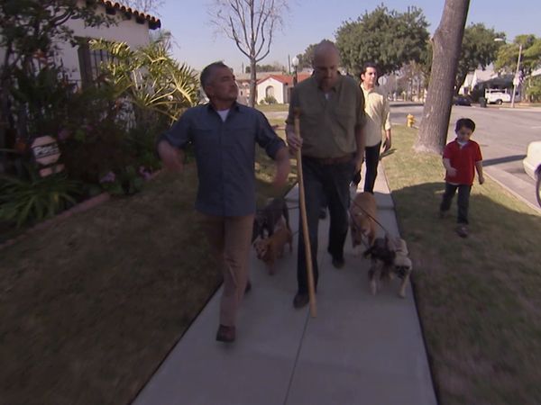 El Encantador de Perros - Miedo a los perros