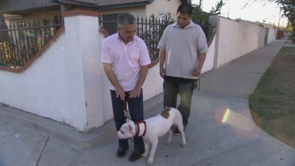 El Encantador de Perros - Bam Bam