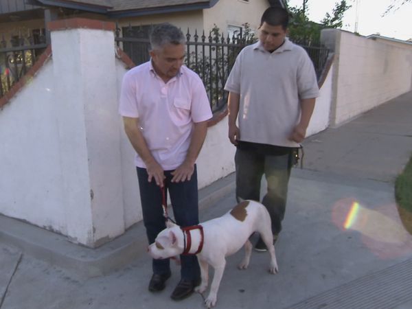 El Encantador de Perros - Bam Bam