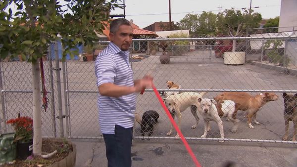 El Encantador de Perros - Willie, Make-A-Wish y Zena
