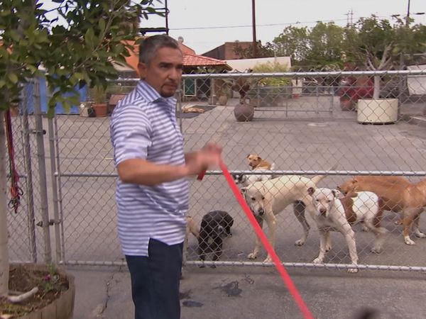 El Encantador de Perros - Willie, Make-A-Wish y Zena