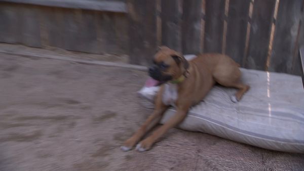El Encantador de Perros - Jake en el exilio
