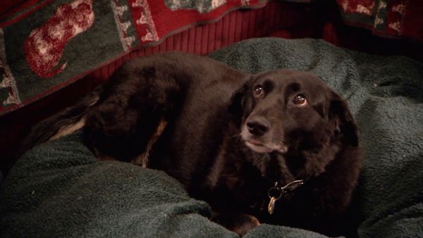 El Encantador de Perros - Perros de la viuda, perro babeante, seguimiento de Dexter