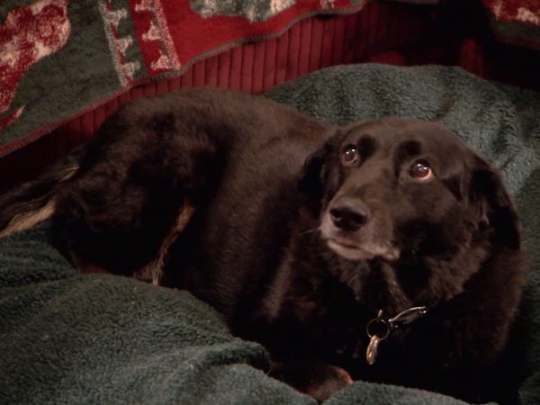 El Encantador de Perros - Perros de la viuda, perro babeante, seguimiento de Dexter