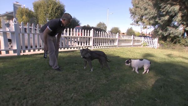 El Encantador de Perros - Hardy- atacado con amor