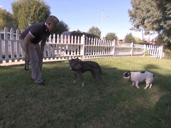 El Encantador de Perros - Hardy- atacado con amor