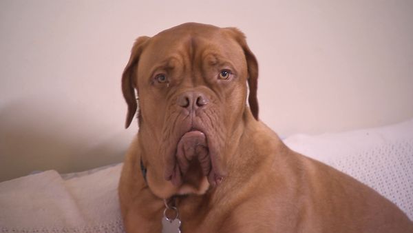 El Encantador de Perros - El Encantador de Perros: Cesar Down Under Parte 1