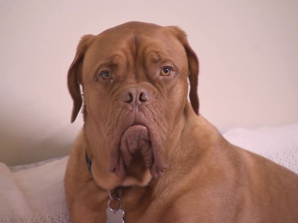 El Encantador de Perros - El Encantador de Perros: Cesar Down Under Parte 1