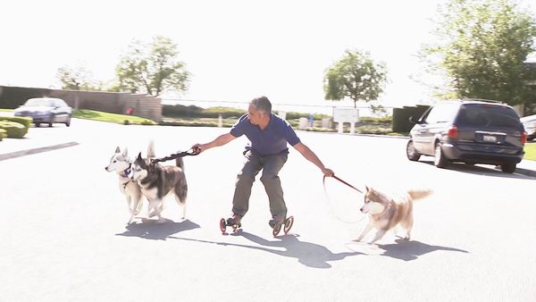 El Encantador de Perros - Perros domésticos desesperados