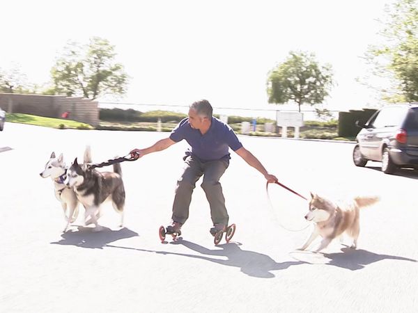 El Encantador de Perros - Perros domésticos desesperados