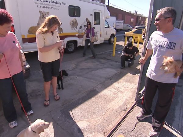 El Encantador de Perros - Cómo criar al perro perfecto