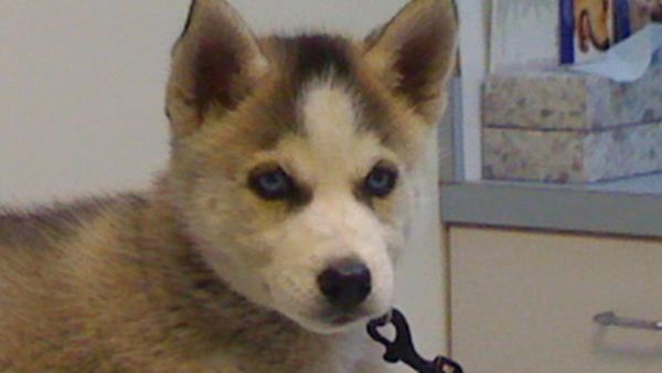 El Encantador de Perros - Un perro y su niño; Veterinario móvil