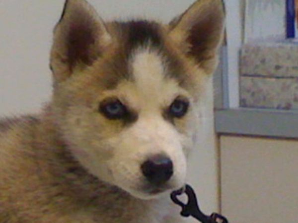 El Encantador de Perros - Un perro y su niño; Veterinario móvil