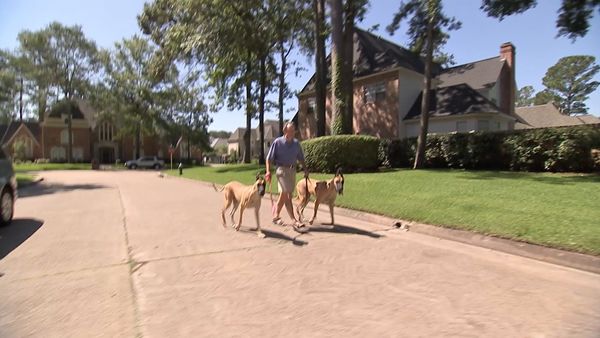 El Encantador de Perros - Optimus y Gigi y Sissy