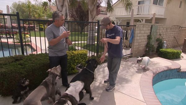 El Encantador de Perros - Cujo y Molly