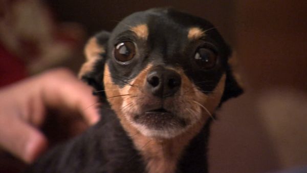 El Encantador de Perros - Perros locos(Mafia, Jack y Raspberry, Grady, Boo y Khia)