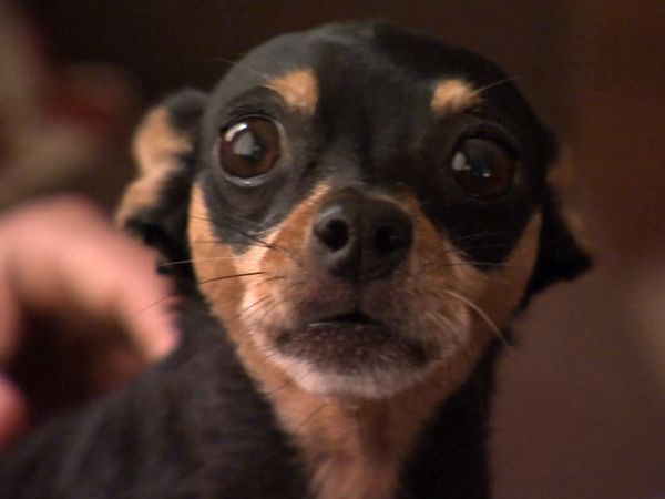 El Encantador de Perros - Perros locos(Mafia, Jack y Raspberry, Grady, Boo y Khia)