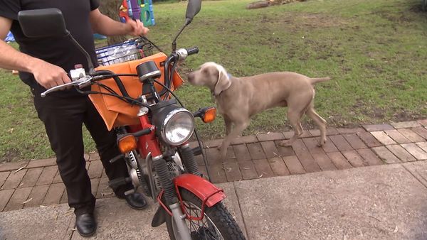 El Encantador de Perros - El Encantador de Perros: Cesar Down Under Parte 2