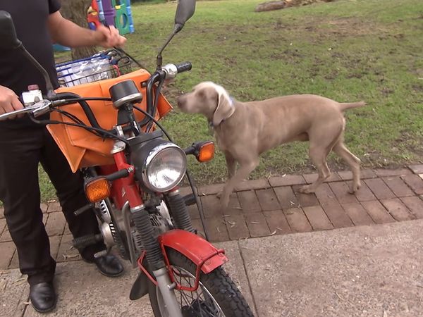 El Encantador de Perros - El Encantador de Perros: Cesar Down Under Parte 2