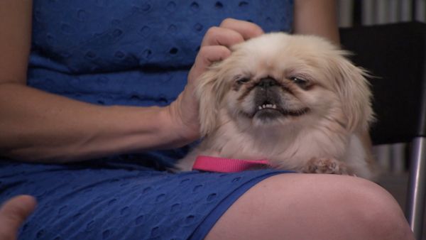 El Encantador de Perros - Dentro de Puppy Mills