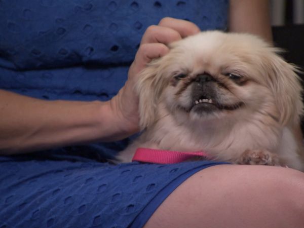 El Encantador de Perros - Dentro de Puppy Mills
