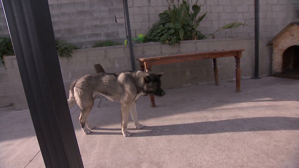 El Encantador de Perros - Corre a casa Roscoe!