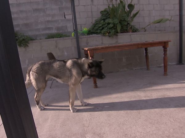 El Encantador de Perros - Corre a casa Roscoe!
