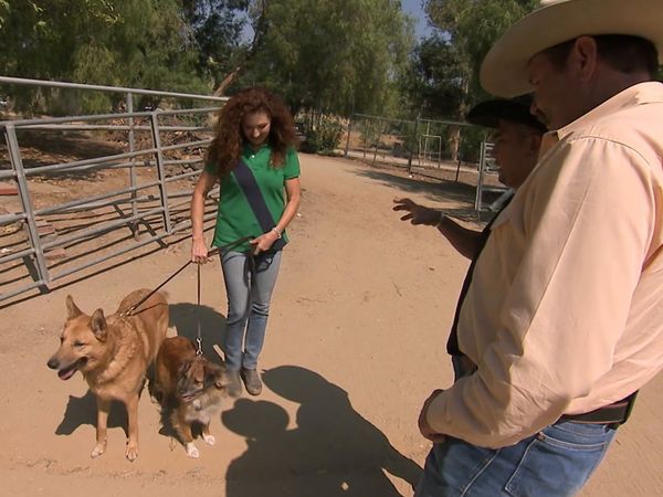 El Encantador de Perros - Cesar y el encantador de caballos (Chloe & Hobo, Ali)