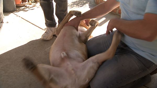 El Encantador de Perros - Harley, Annabelle y Memphis