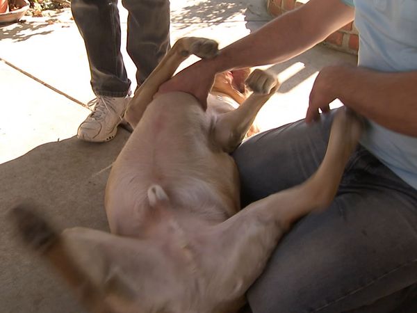 El Encantador de Perros - Harley, Annabelle y Memphis