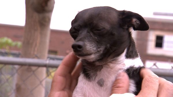 El Encantador de Perros - Chihuahuas del infierno