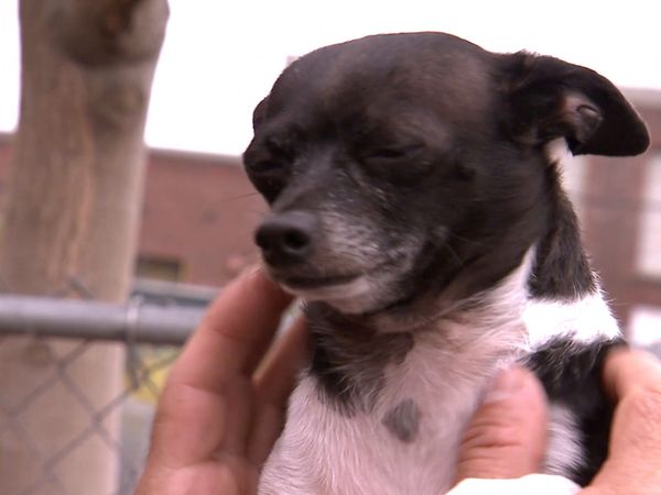 El Encantador de Perros - Chihuahuas del infierno