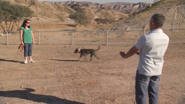 El Encantador de Perros - Chloe, Gotti y Madison