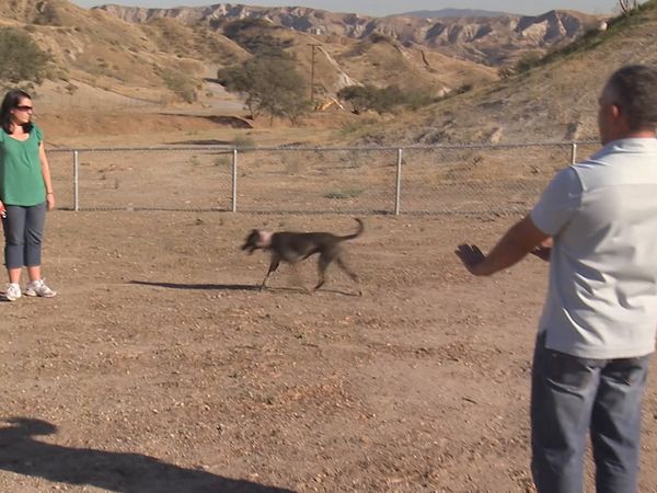 El Encantador de Perros - Chloe, Gotti y Madison