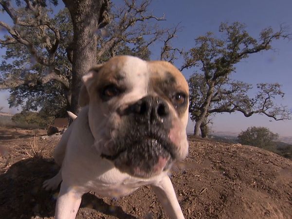 El Encantador de Perros - Bella