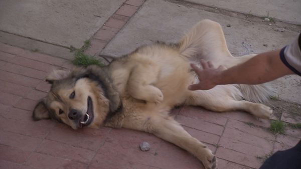 El Encantador de Perros - Pekaso y Yogi & Smokey
